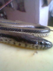 Wallaceophis gujaratensis