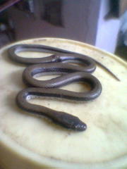 Wallaceophis gujaratensis