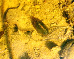 Triops cancriformis