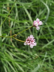 Persicaria muricata