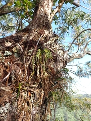 Psilotum complanatum