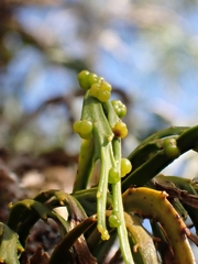 Psilotum complanatum