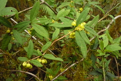 Berberis hayatana