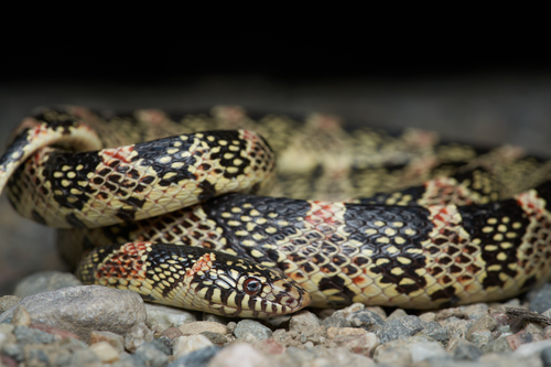 Long-nosed Snake, California, US, photo 7 of 10