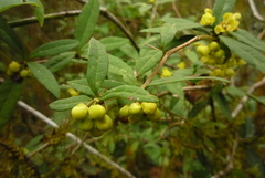 Berberis hayatana