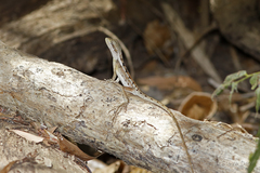 Diporiphora bilineata