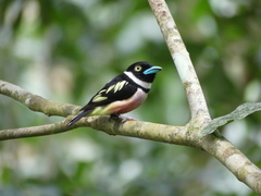 Eurylaimus ochromalus