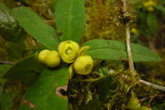 Berberis hayatana