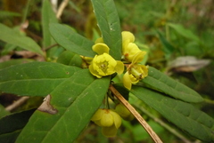 Berberis hayatana
