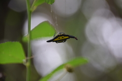 Gasteracantha hecata