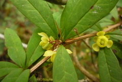 Berberis hayatana