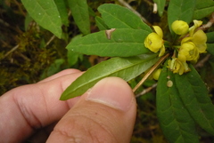 Berberis hayatana