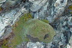 Veronica pulvinaris