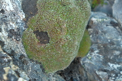 Veronica pulvinaris