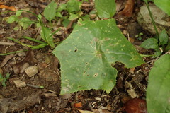 Dysosma pleiantha