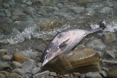Tursiops truncatus ponticus