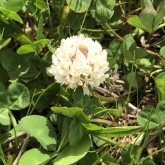 Trifolium repens
