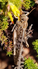 Schistocerca gregaria flaviventris