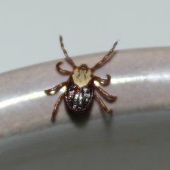 Dermacentor andersoni