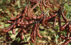 Indigofera cryptantha image