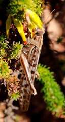 Schistocerca gregaria flaviventris