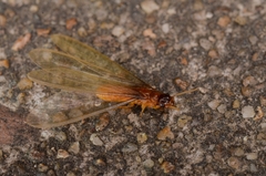 Coptotermes formosanus