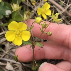 Potentilla