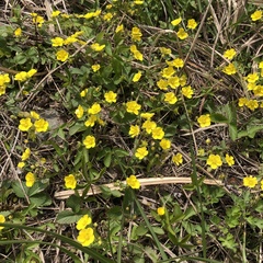 Potentilla