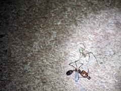 Odontomachus desertorum