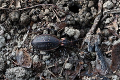 Carabus depressus