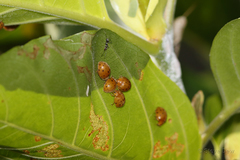 Henosepilachna sumbana