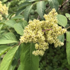 Sambucus sieboldiana