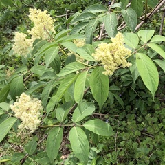 Sambucus sieboldiana