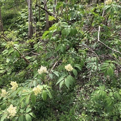 Sambucus sieboldiana
