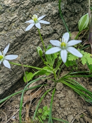 Ornithogalum woronowii