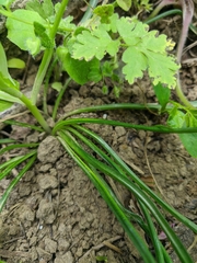 Ornithogalum woronowii