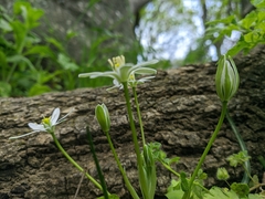 Ornithogalum woronowii