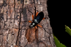 Strongylium erythrocephalum