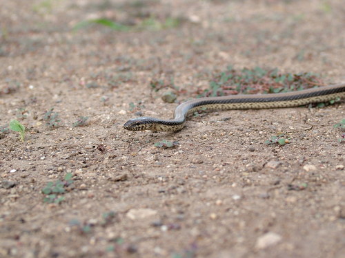 Wallace's striped snake
