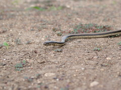 Wallaceophis gujaratensis
