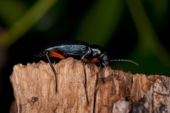 Strongylium erythrocephalum