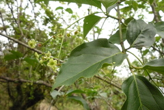 Euonymus oxyphyllus