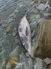 Tursiops truncatus ponticus