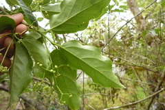 Euonymus oxyphyllus