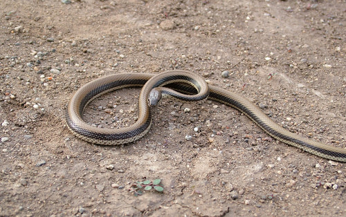 Wallace's striped snake