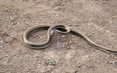 Wallaceophis gujaratensis