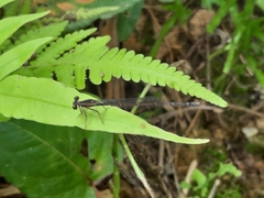 Prodasineura autumnalis