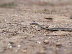 Wallaceophis gujaratensis