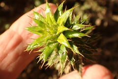 Cullumia setosa