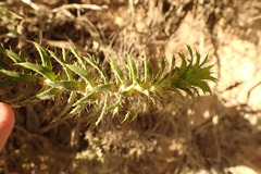 Cullumia setosa